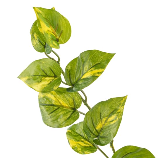 Hanging Philo Bush by Ashland®